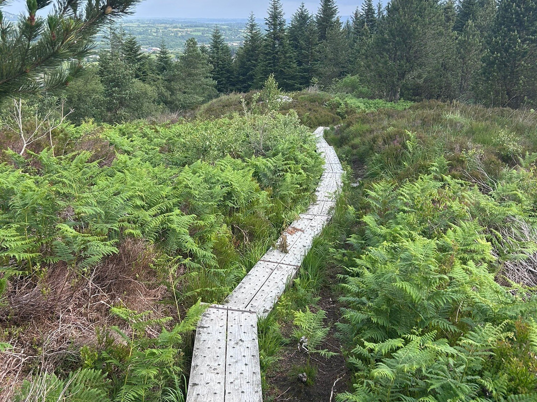 Union Wood / Ballygawley Lough-斯莱戈必去景点