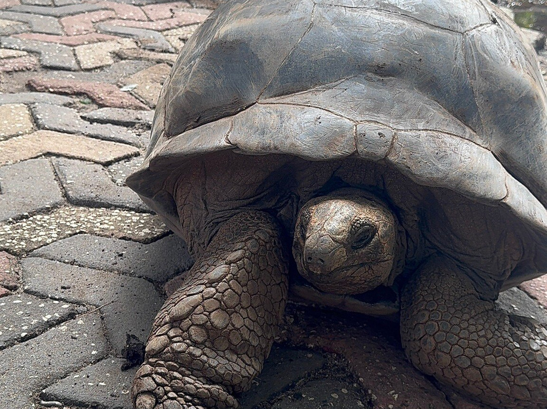 GoSmart Zanzibar Tours & Safari-Kiembi Samaki必去景点