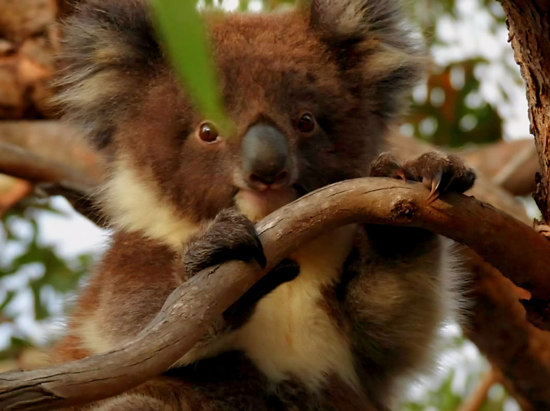 Mikkira Station Koala Sanctuary-Port Lincoln必去景点