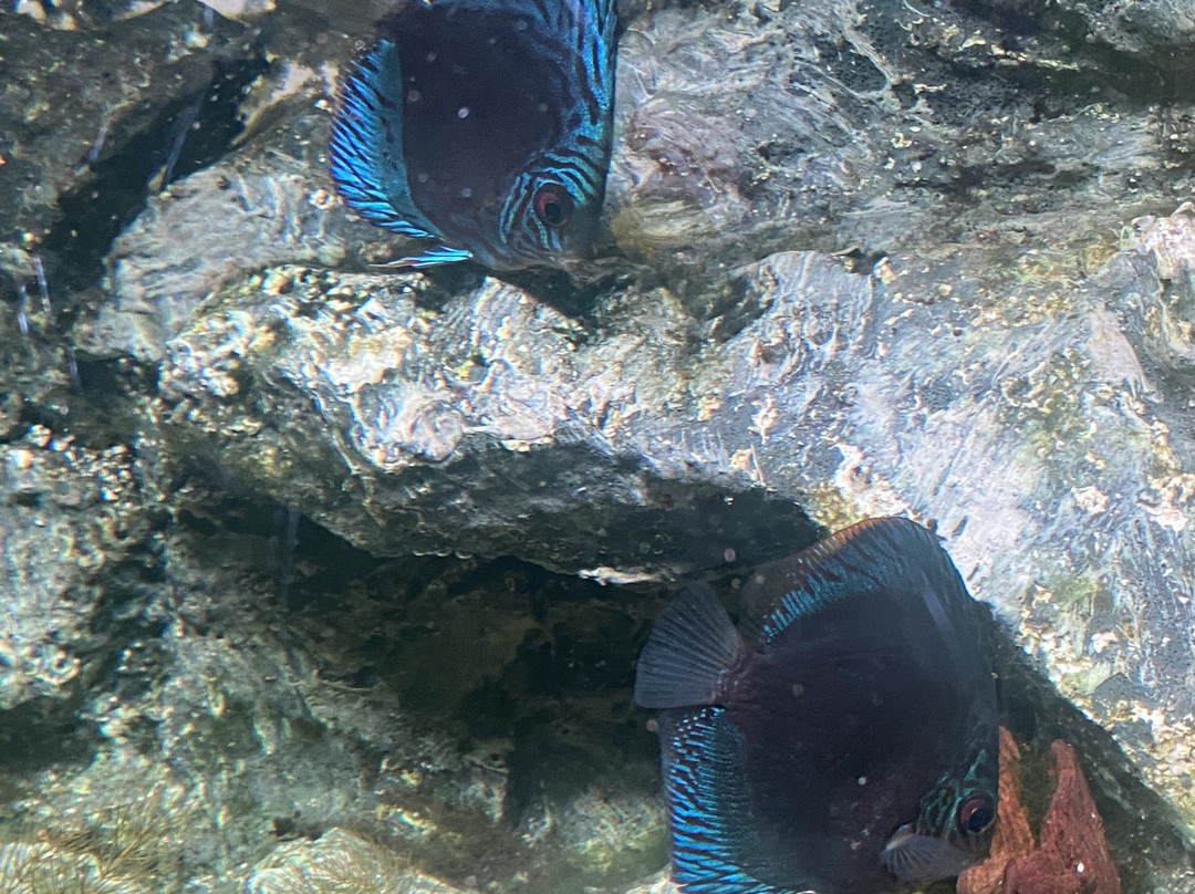 East Idaho Aquarium-爱达荷福尔斯必去景点