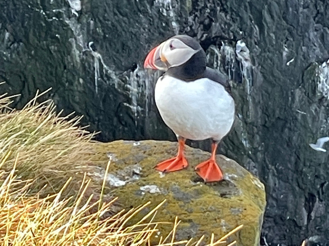 Latrabjarg bird cliffs-Latrabjarg必去景点