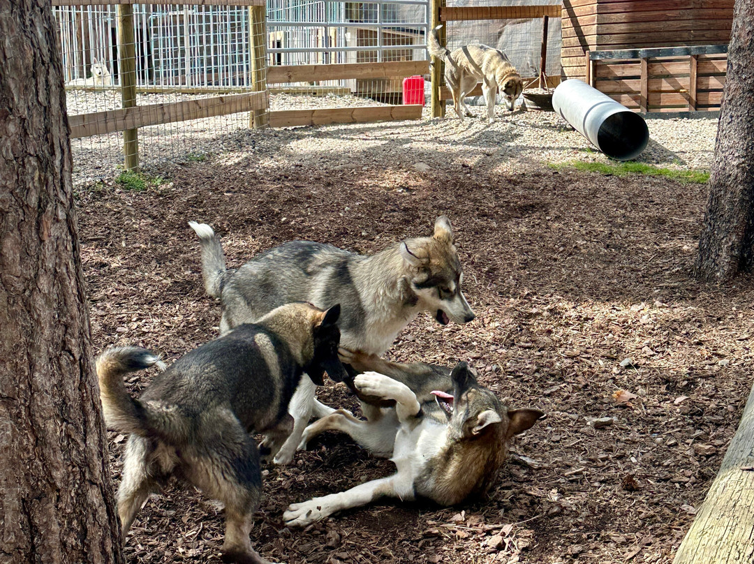 Arctic Circle Husky Park-罗瓦涅米必去景点