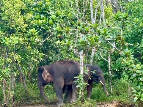 Sukau River Homestay主图