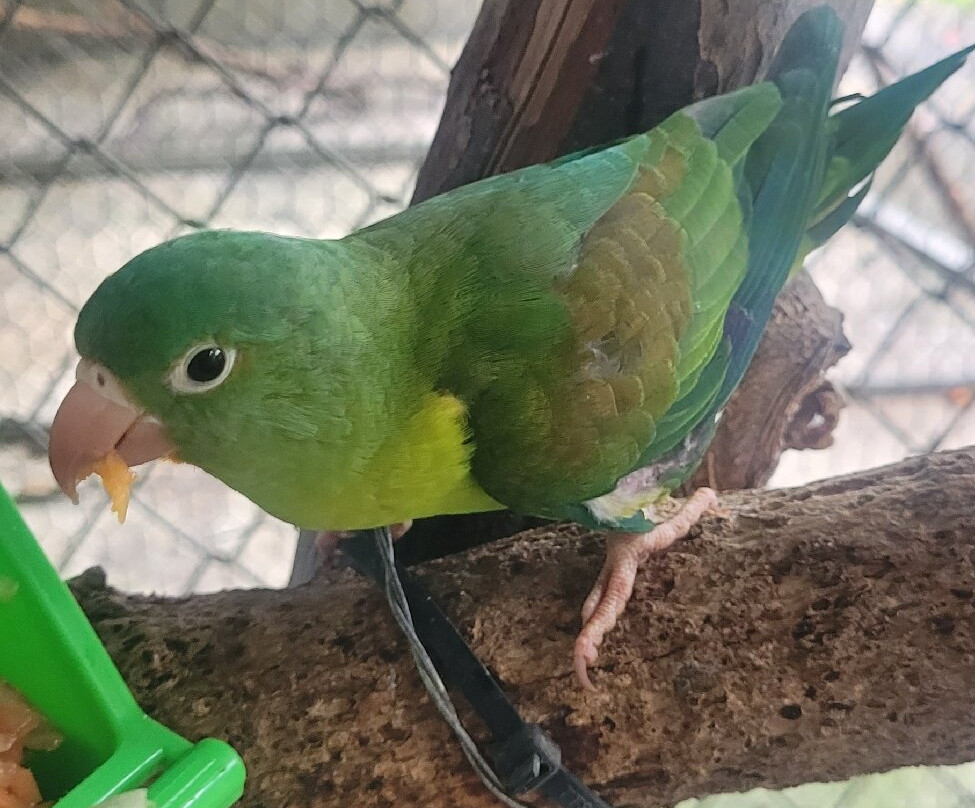 Costa Rica Animal Rescue Center-Turrucares必去景点