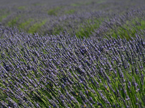 Foxen Canyon Farms-洛斯奥利沃斯必去景点