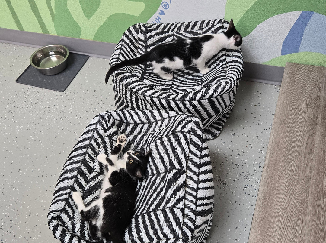 Save the Meow Meows Cat Lounge-Yucca Valley必去景点