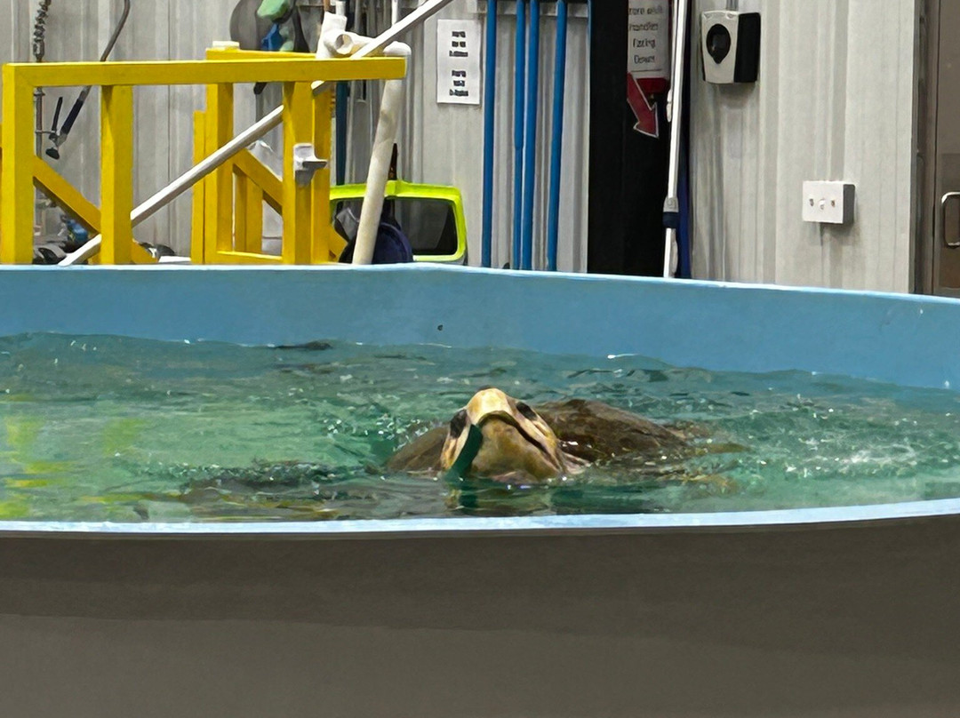 The Karen Beasley Sea Turtle Rescue and Rehabilitation Center-Surf City必去景点