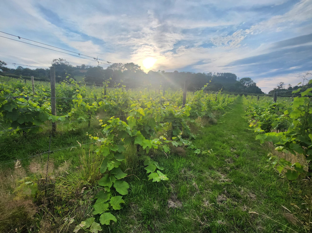 Llaethliw Vineyard-Ciliau Aeron必去景点