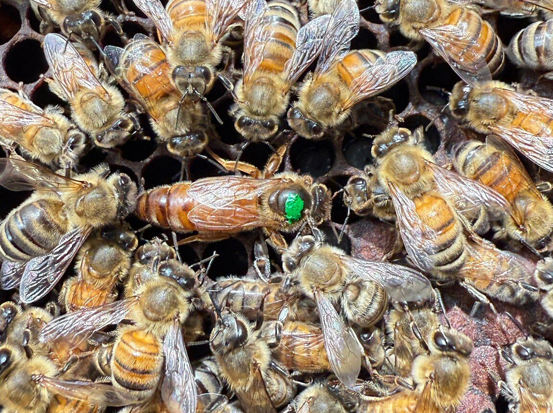 Hanai Hives-哈雷瓦必去景点