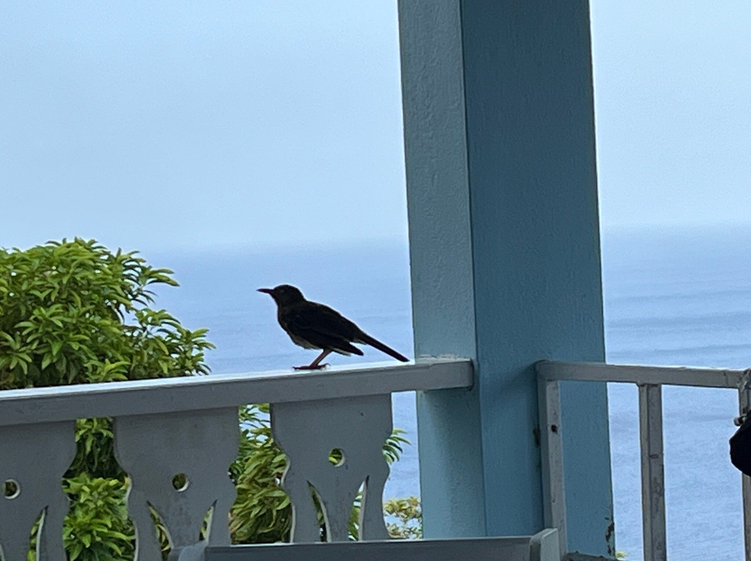 Gingerbread Hill主图