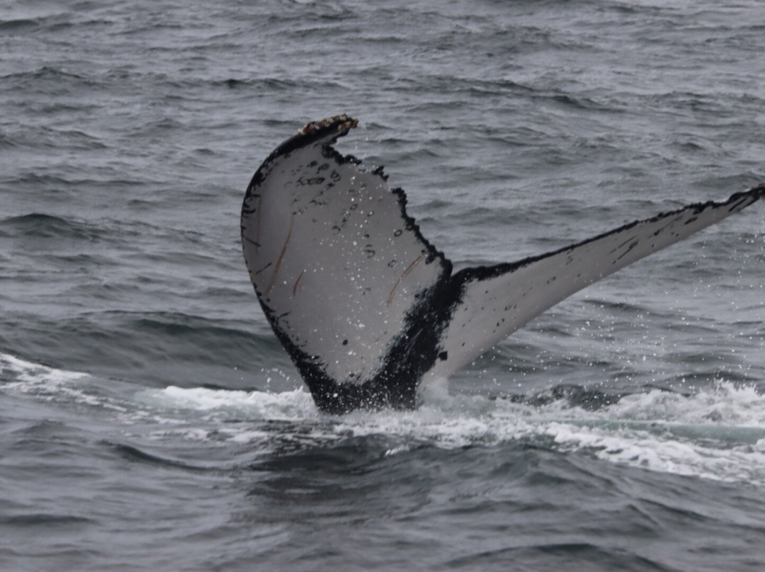 Palo Santo Travel Ecuador-Puerto Lopez必去景点