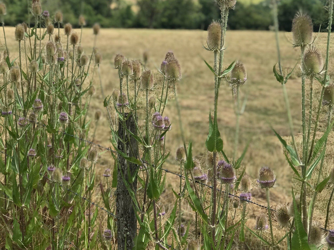 Grande forge de Buffon-Buffon必去景点