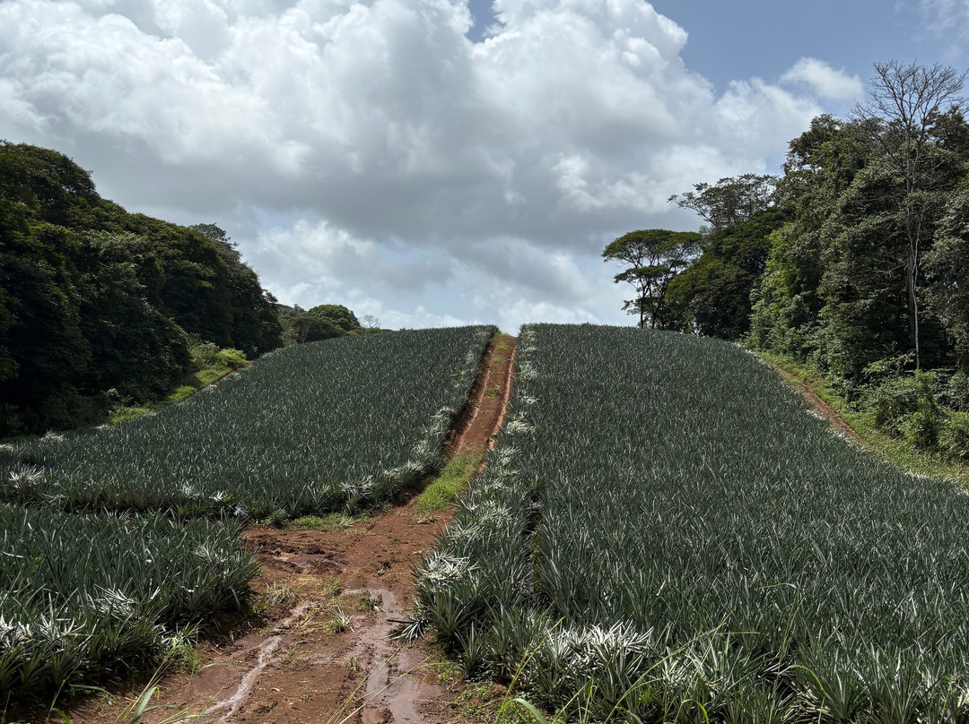 The Best Pineapple Tour Costa Rica-Rio Cuarto必去景点