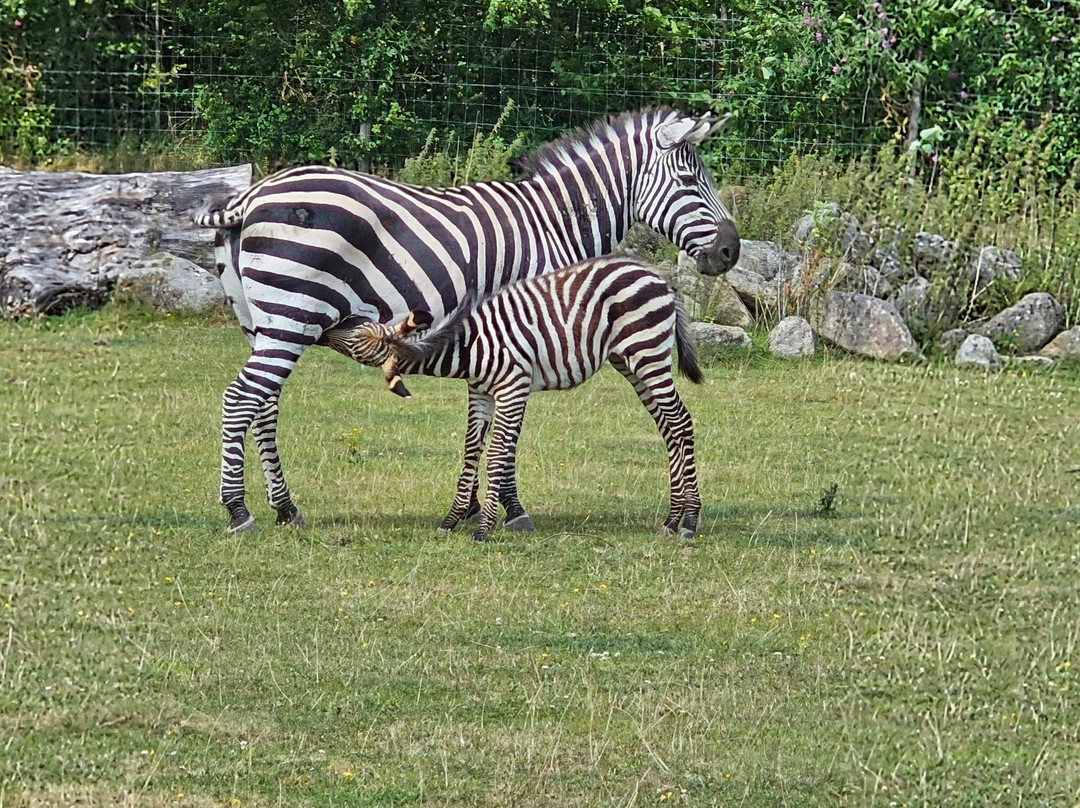 Ystad Djurpark-Skarby必去景点