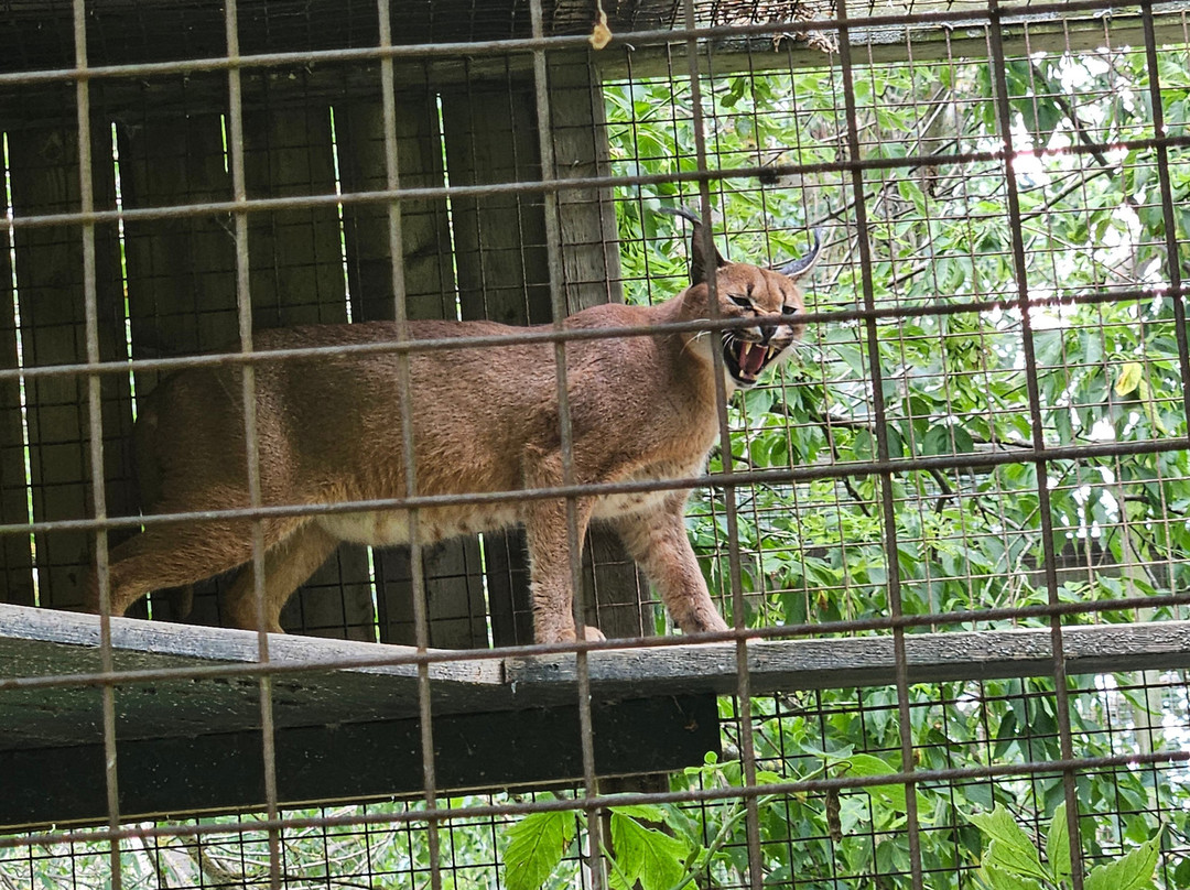 Bervie Zoological Park-Kincardine必去景点