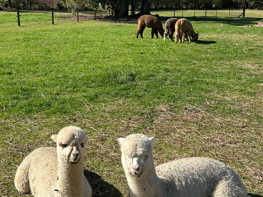 Cornerstone Alpaca Farm-戈登顿必去景点