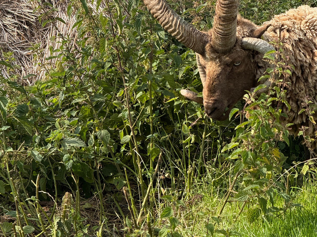 Go-Mann Adventures-Port Erin必去景点
