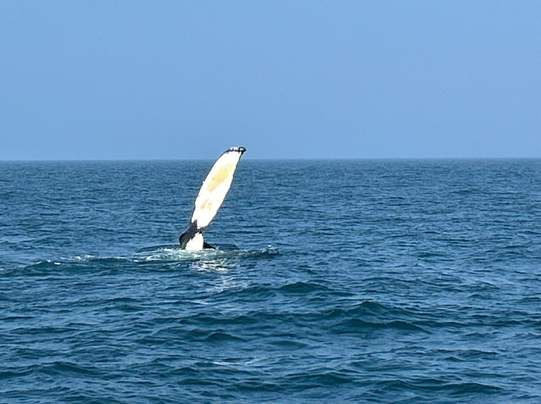 Petit Pasage Whale Watch-East Ferry必去景点
