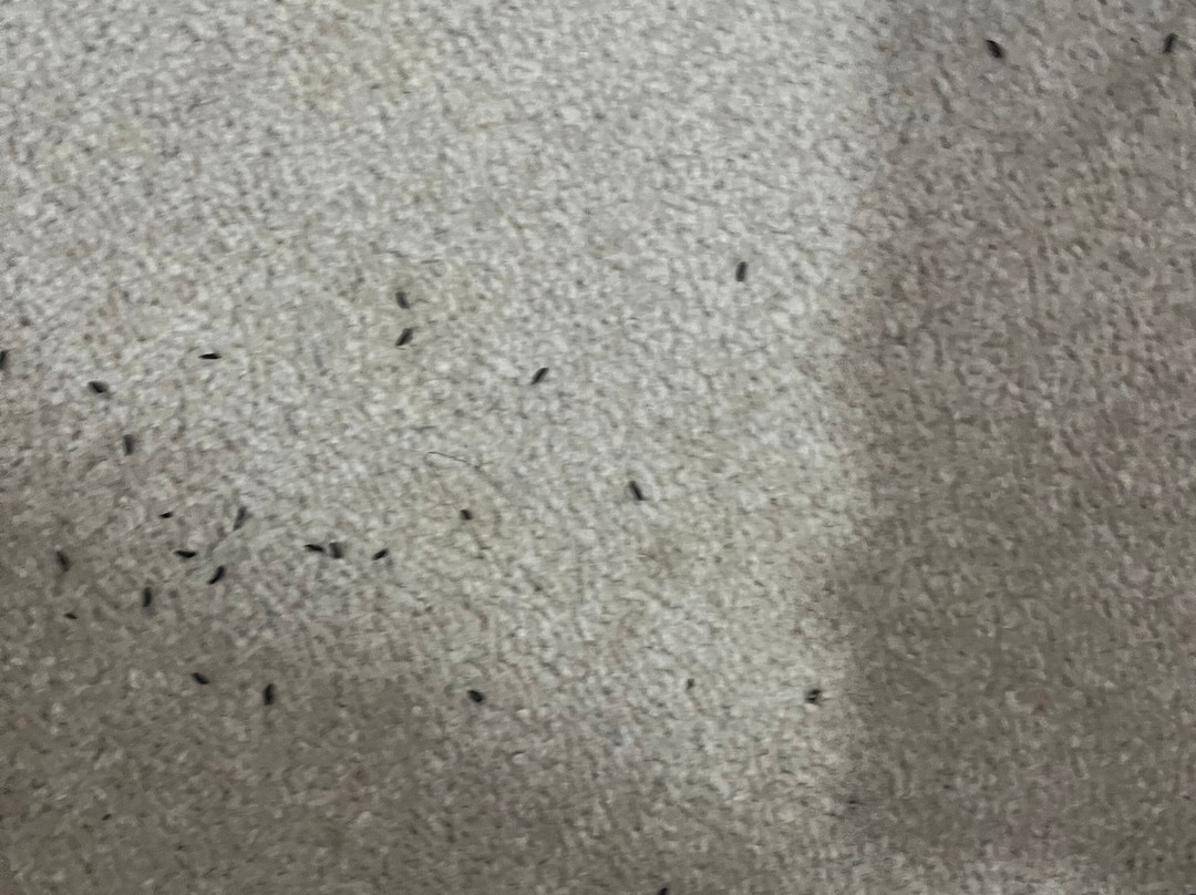 Sponars Chalet主图