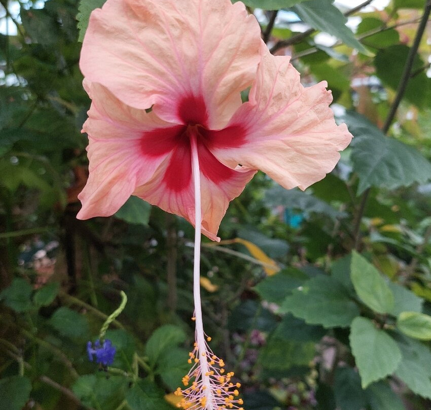 Oranjerie De Groene Parel Den Helder-登海尔德必去景点