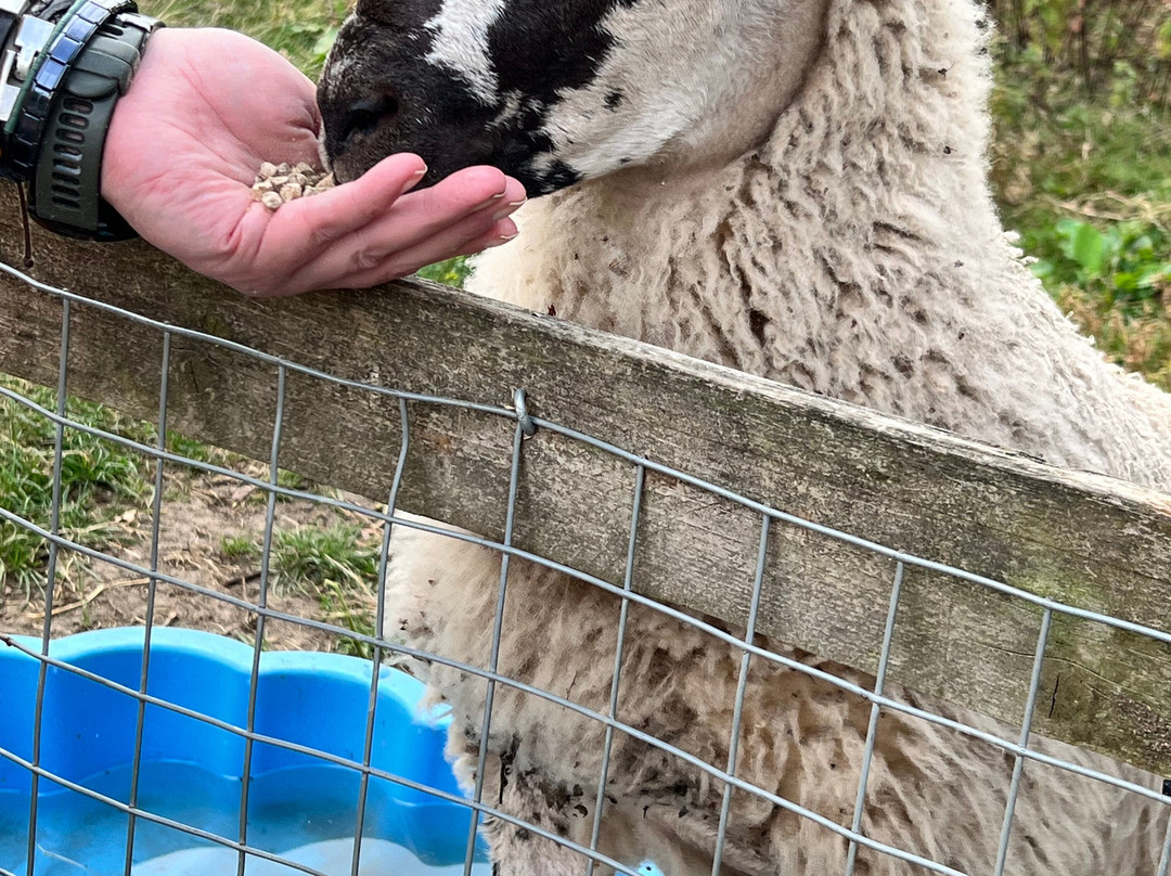 Bill Quay Community Farm-盖茨黑德必去景点