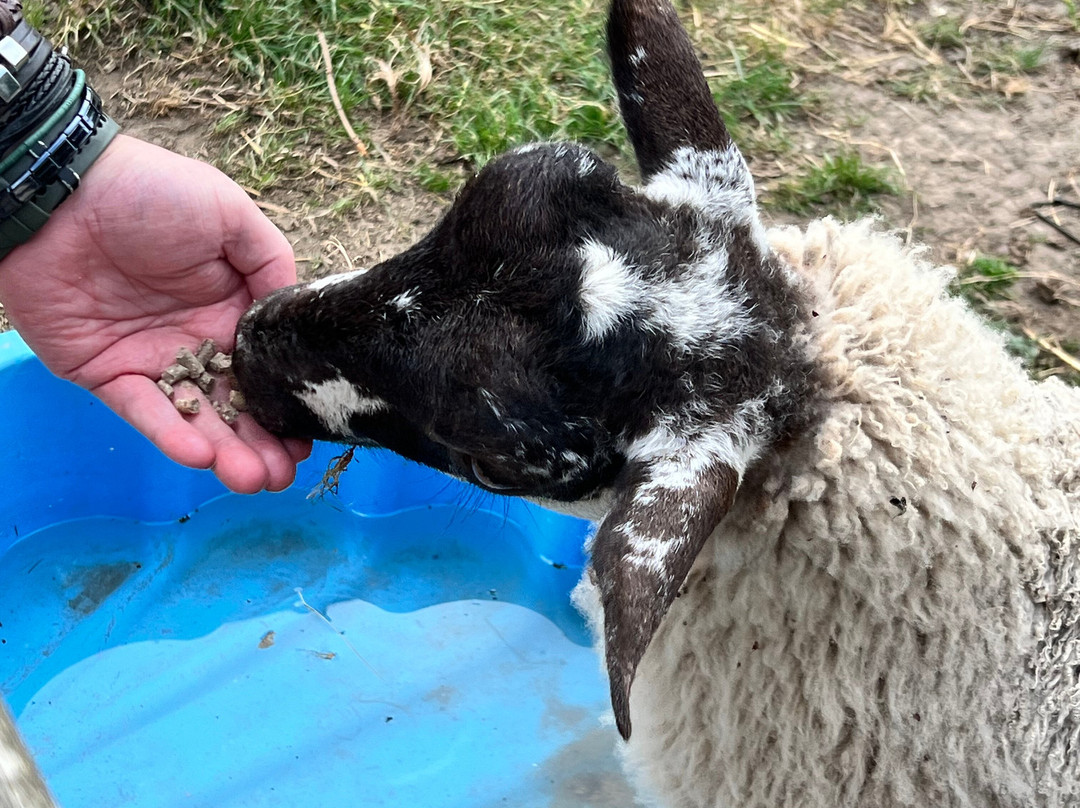 Bill Quay Community Farm-盖茨黑德必去景点