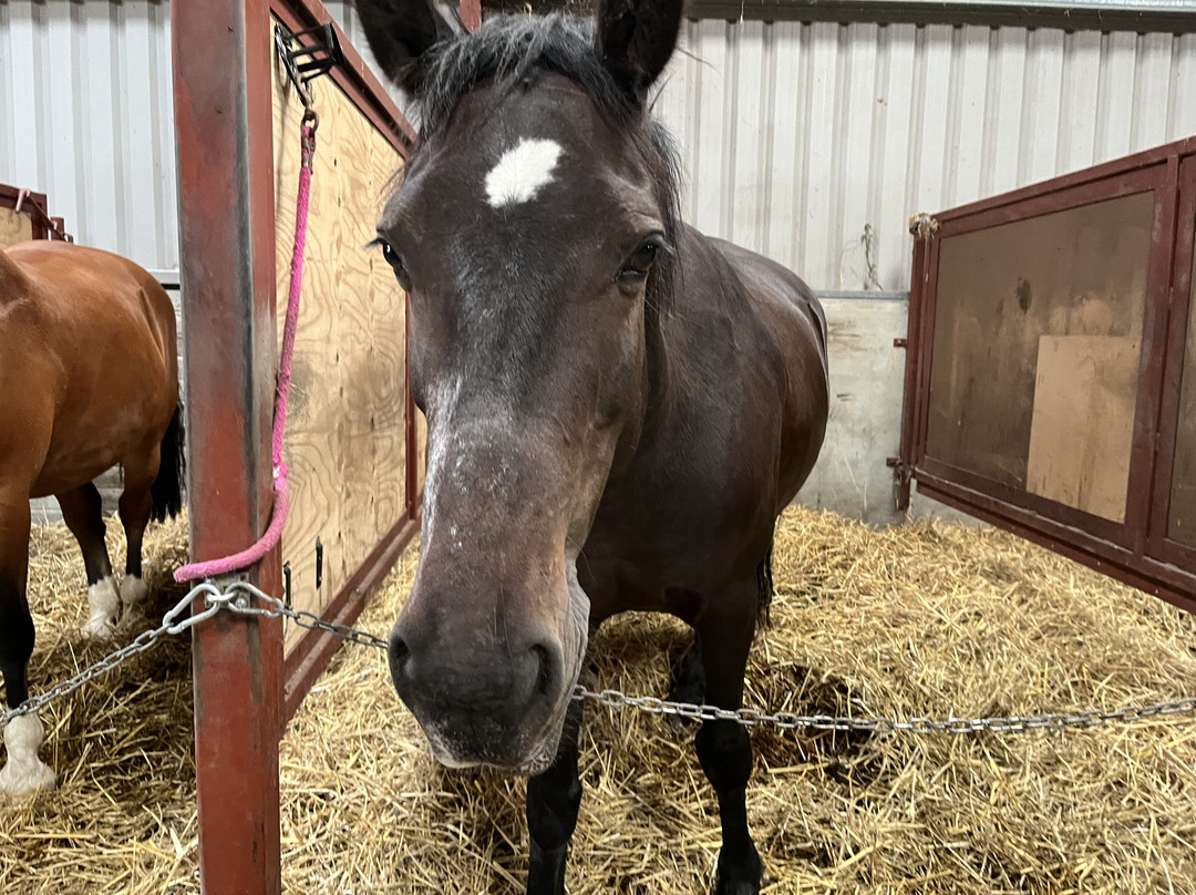 Annaharvey Farm Equestrian Centre-Tullamore必去景点