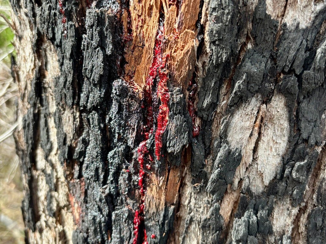 Moondoggie Beach & Bush Tours-Agnes Water必去景点