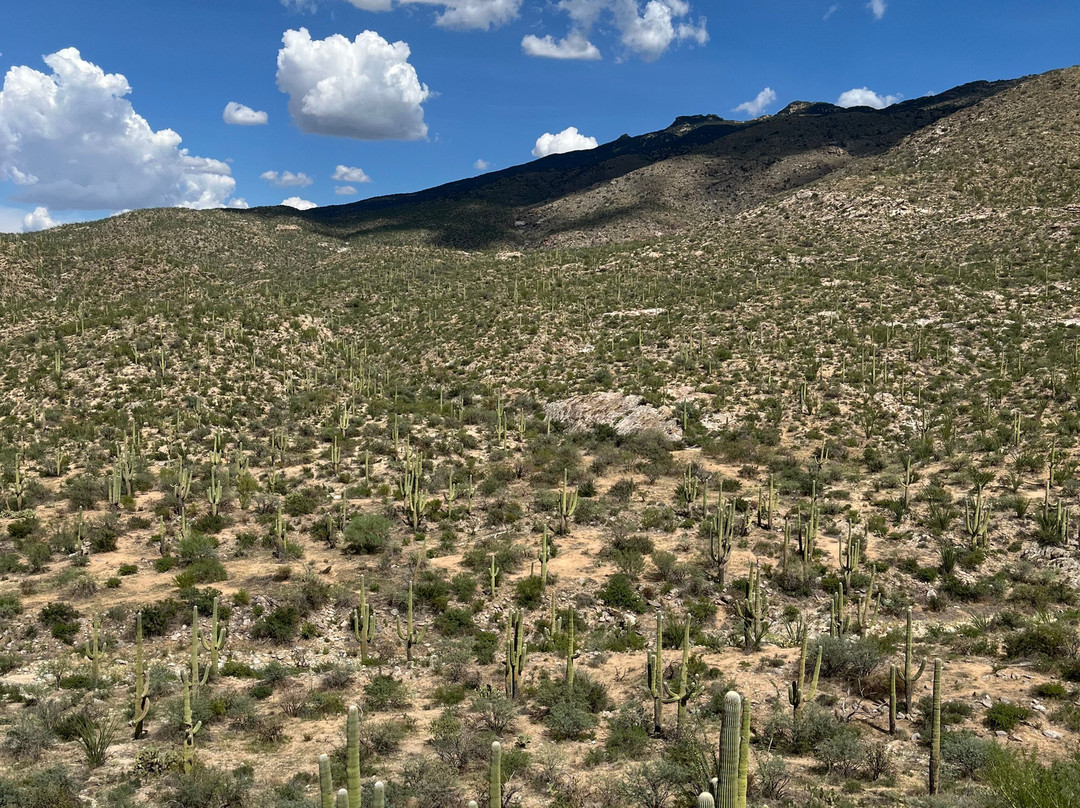 Saguaro National Park-图森必去景点