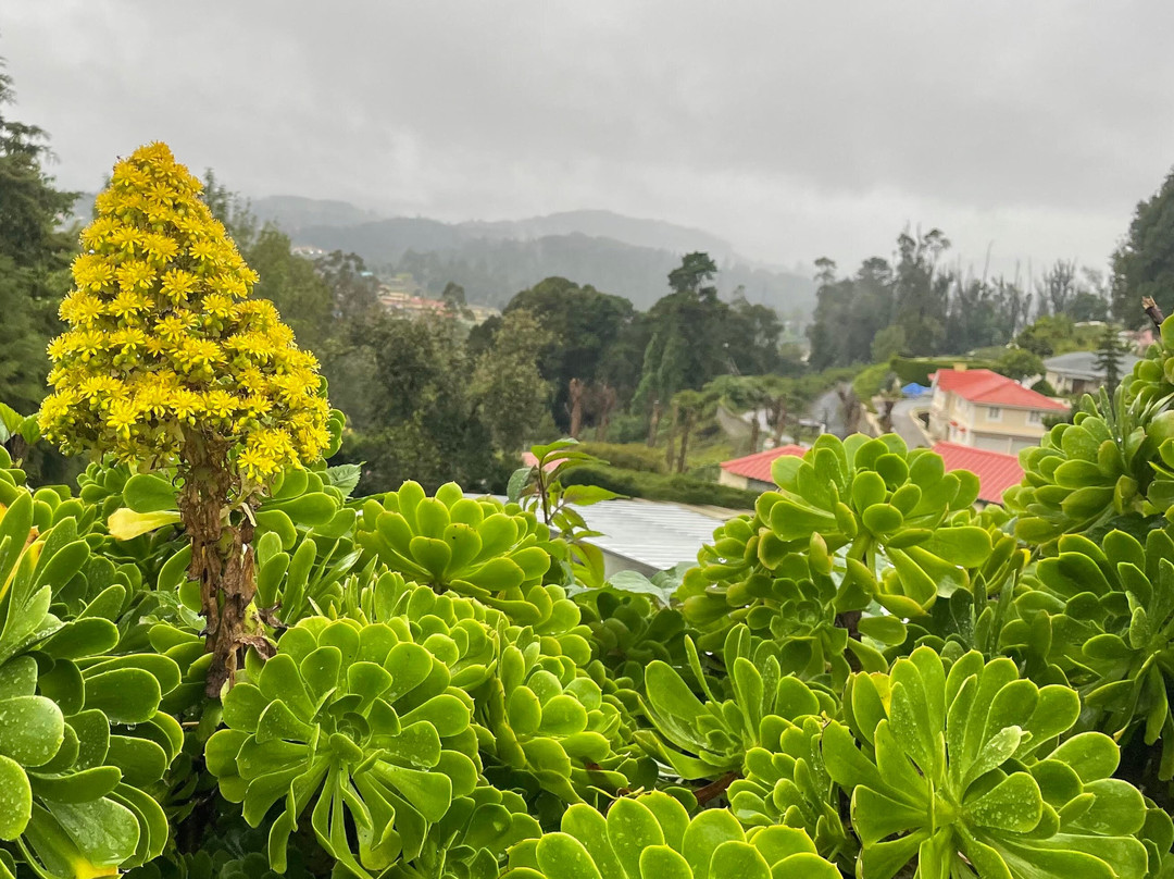 Kings Cliff Ooty主图