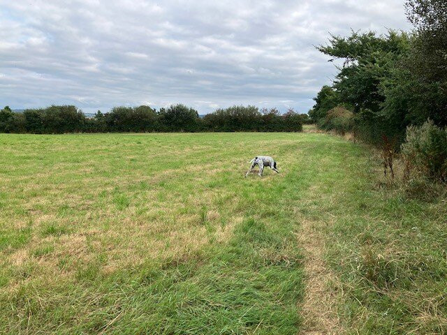 Treweens Bed & Breakfast主图