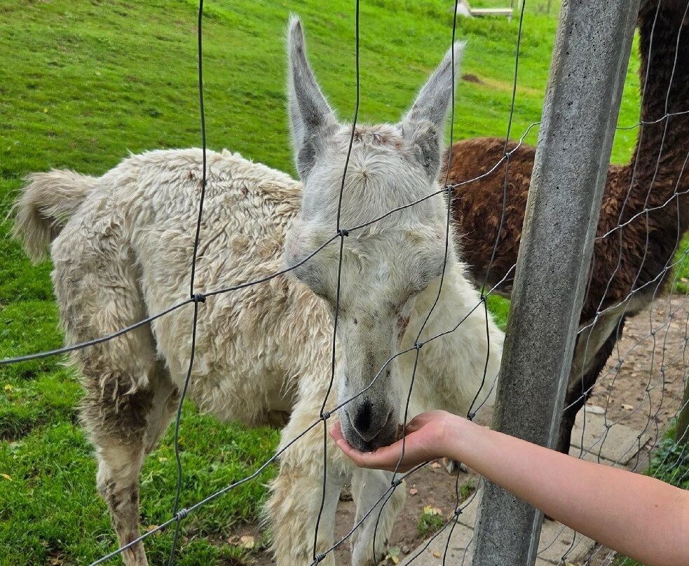 Wildpark Sonnenhalde-Neukirch必去景点