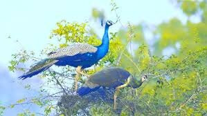 Bamangora Waterfall (Picnic Spot)-Dhanbad必去景点