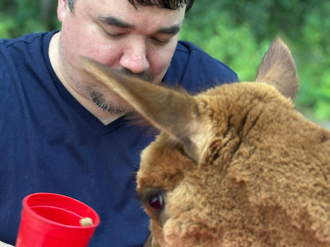 Harvard Alpaca Ranch-Harvard必去景点