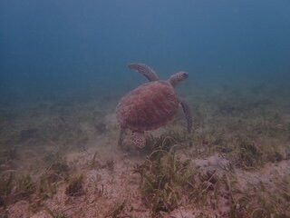 Scooter Snorkeling-英吉利海港必去景点