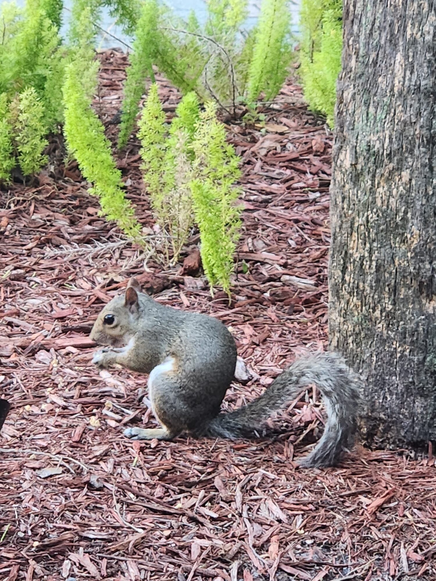 Staybridge Suites Orlando Royale Parc Suites-浴室