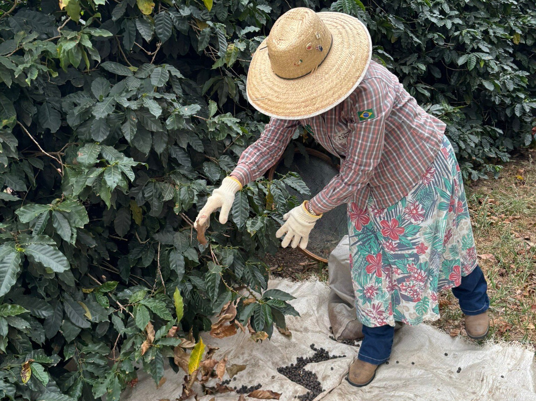 Do Genoma a Xicara-Espirito Santo Do Pinhal必去景点