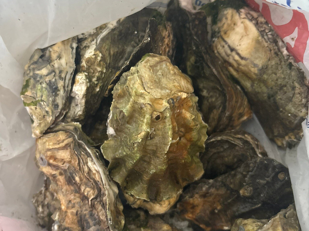 Qualman Oysters Farms-库斯贝必去景点