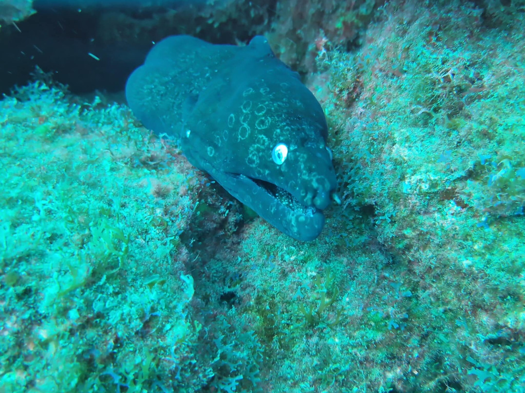 Deep Blue Diving Base-Caleta de Fuste必去景点