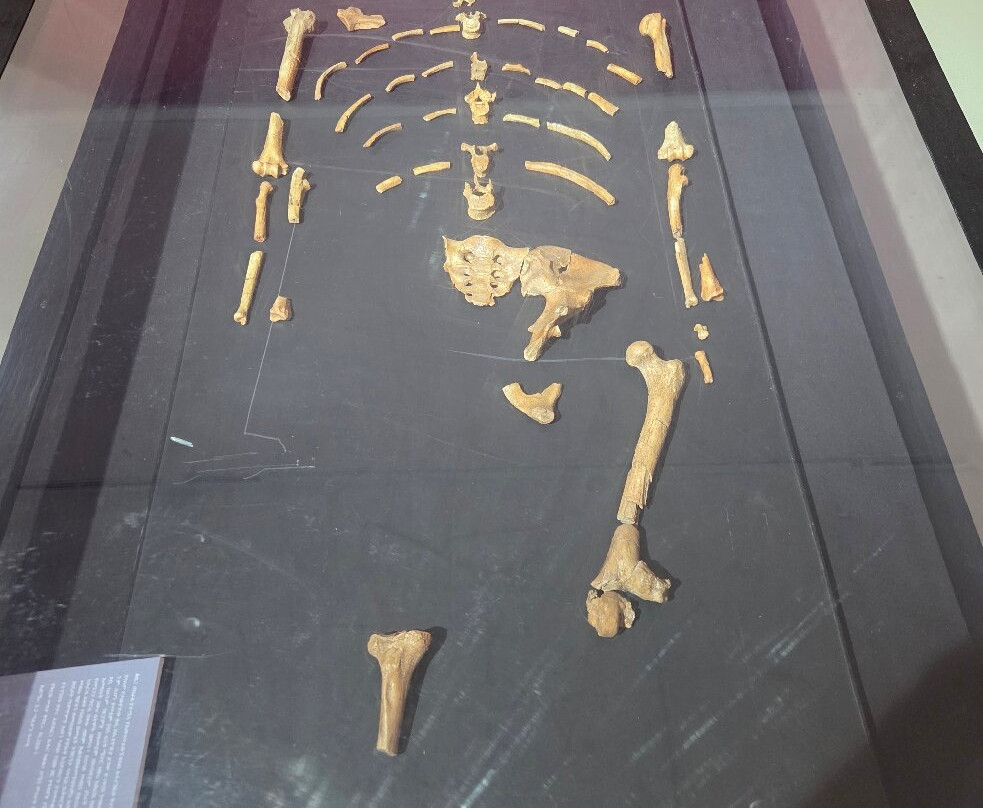 National Museum of Ethiopia-亚的斯亚贝巴必去景点