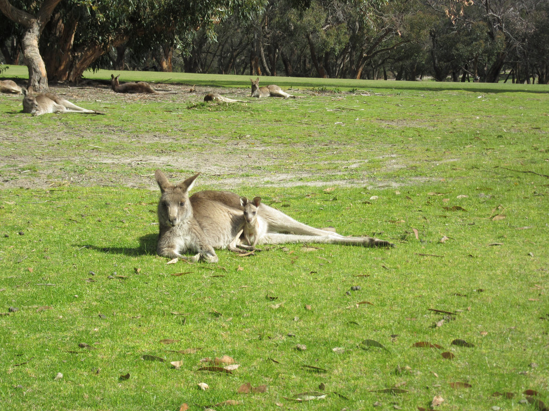 Anglesea Golf Club Accommodation