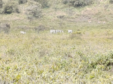 Gemfinders Safaris-内罗毕必去景点