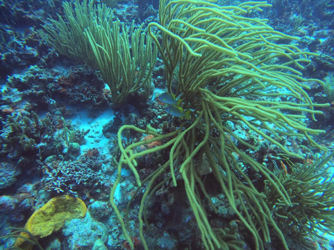 DiveFactory Bonaire-Kralendijk必去景点