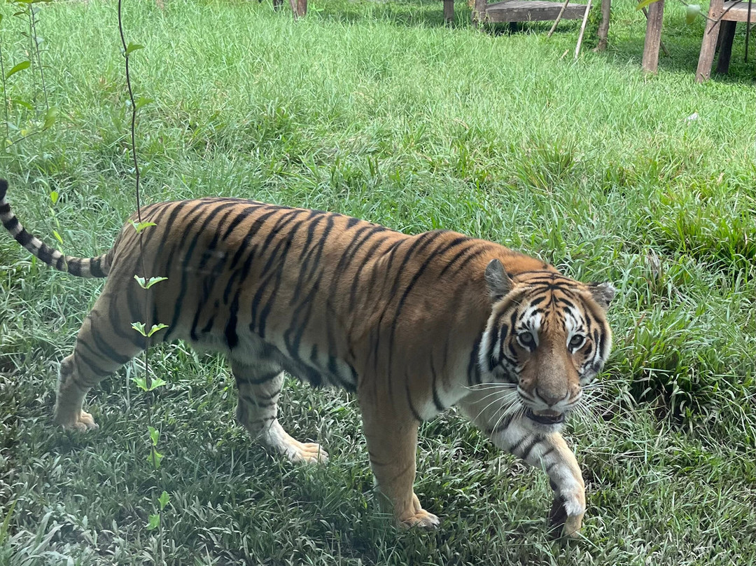 Angkor Wildlife & Aquarium-暹粒必去景点