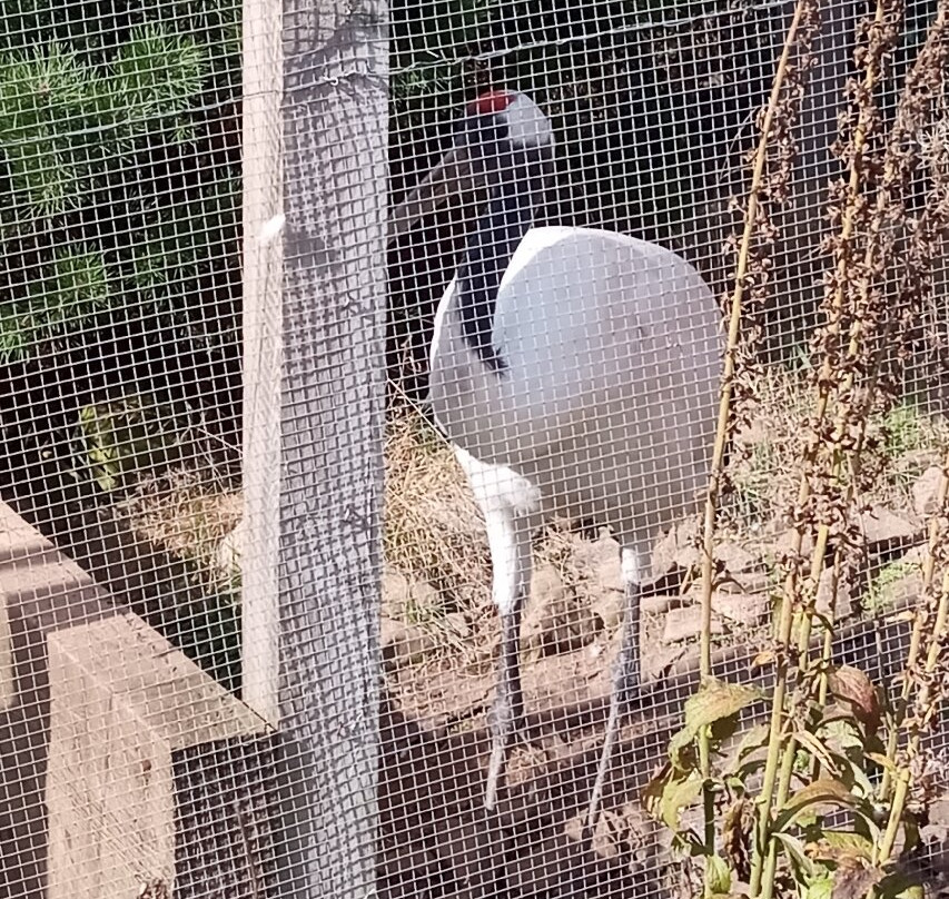 Bird Gardens Scotland Cic-Oxton必去景点
