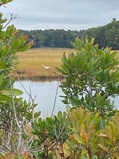 Scarboro Marshes-斯卡伯勒必去景点