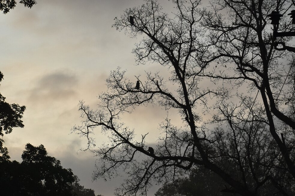 Aranyak Resort Kanha主图