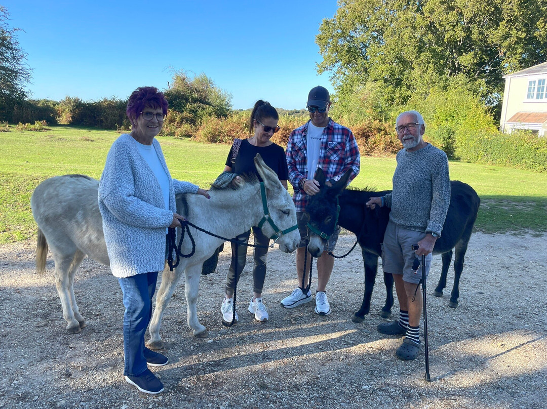 Brockenhurst Donkey Walks-Brockenhurst必去景点