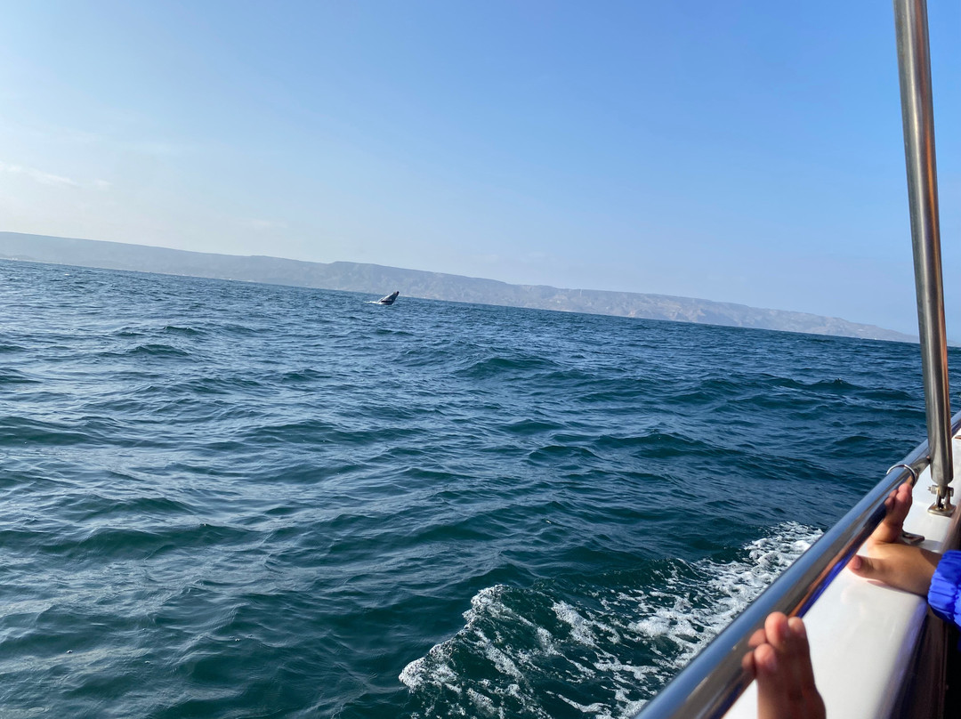 PacIfico Adventures-Organos必去景点