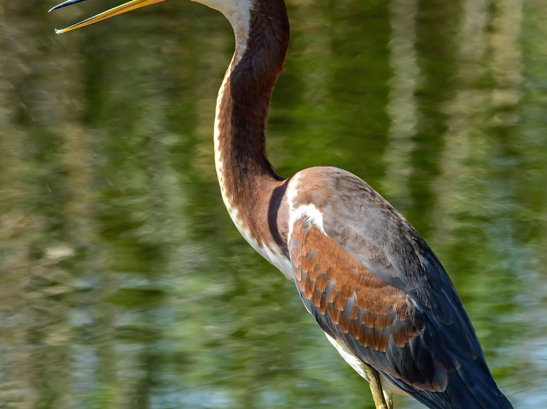 Jocelyn Nungaray National Wildlife Refuge-Anahuac必去景点